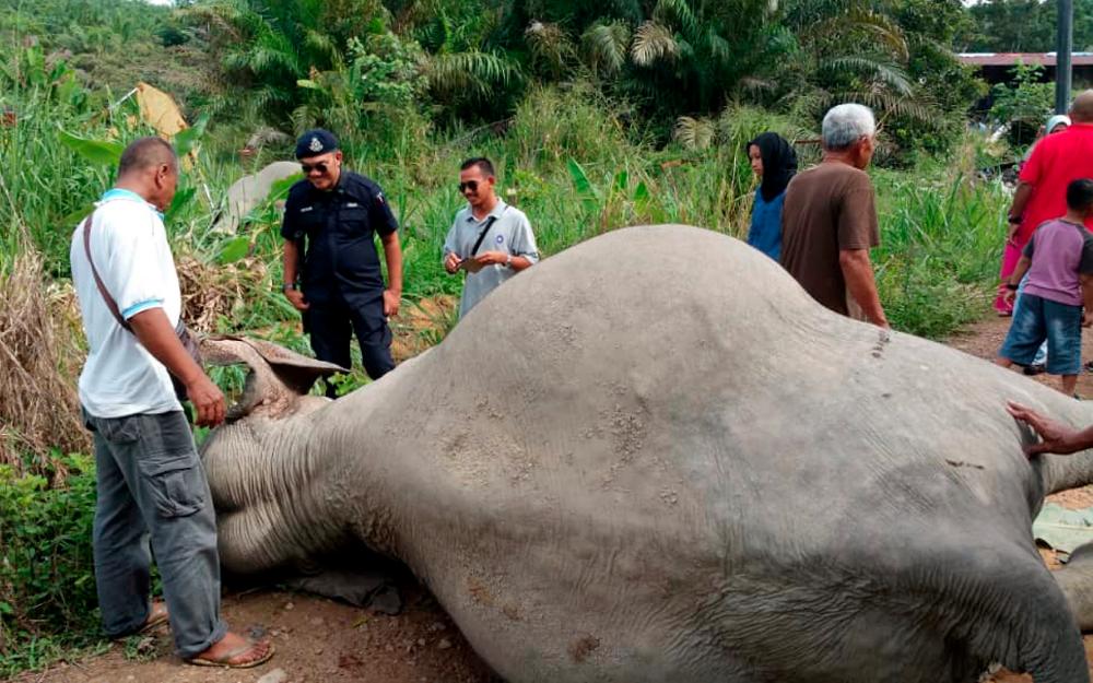 The carcass of an elephant at Kampung Sri Timur 3, near Kluang, Johor Baru on Jun 4, 2019. — Bernama
