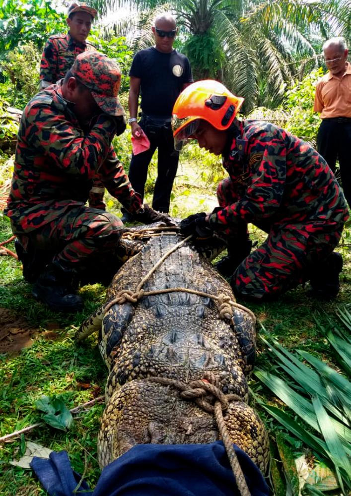 Fire and Rescue Department personnel tie up a crocodile in Kampung Sri Paya, Kulai on April 25, 2019. — Bernama