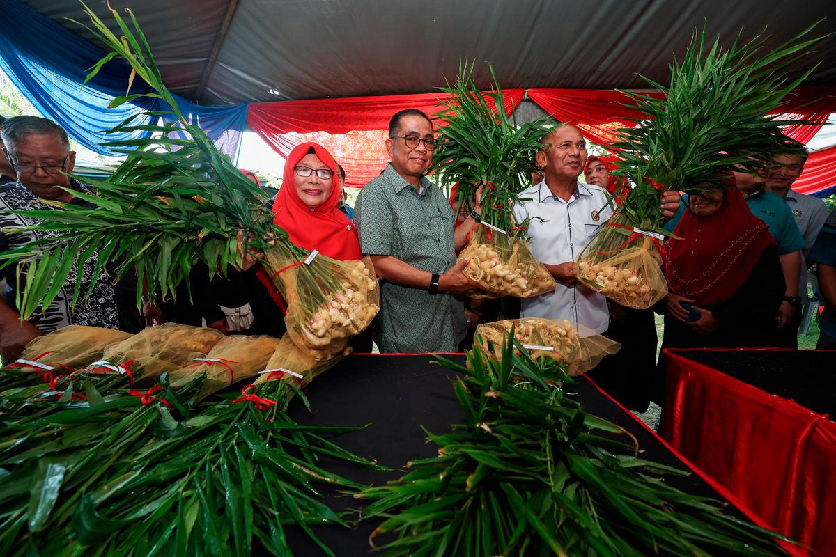 Menteri Pertahanan, Datuk Seri Mohamed Khaled Nordin (tengah) bersama Felo Perunding Institusi Pertanian Tropika dan Sekuriti Makanan, Universiti Putra Malaysia (UPM) Dr Hawa Jaafar (dua, kiri), menunjukkan Halia Bentong Muda pada Majlis Perasmian Tuaian Halia Bentong Muda di Parlimen Kota Tinggi di Kampung Gembut, Tanjung Sedili hari ini- BERNAMA