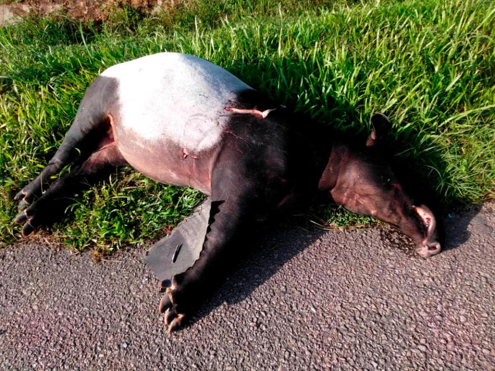 A dead female tapir was found at Batu 20, Jalan Kota Tinggi-Mersing, near Kota Tinggi on Jan 5. — Bernama