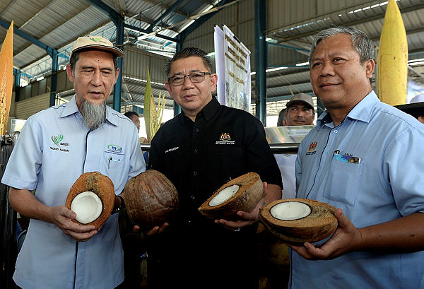 Agriculture and Agro-based Industry Minister Datuk Salahuddin Ayub (C) shows off coconuts at the launching of the national-level coconut tree planting campaign held at the Mukim Serkat multipurpose hall in Pontian today. — Bernama
