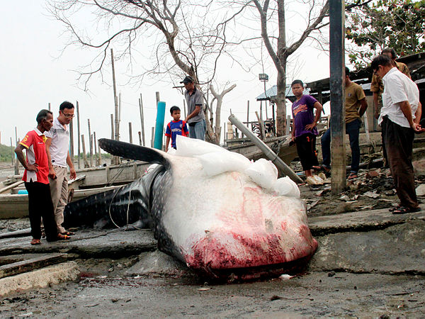 Spectators look upon the whale shark carcass at the Parit Jawa Fishermen’s Jetty, today. — Bernama