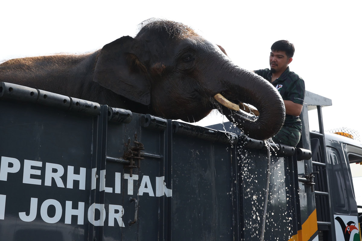 A member of the Department of Wildlife and National Parks (Perhilitan) bathes an eight-year-old elephant named “Pes” during the Launch of the Johor State Elephant Relocation Integrated Operation at the Dato Onn Hall, Sembrong Parliamentary Community Hall today. - BERNAMA