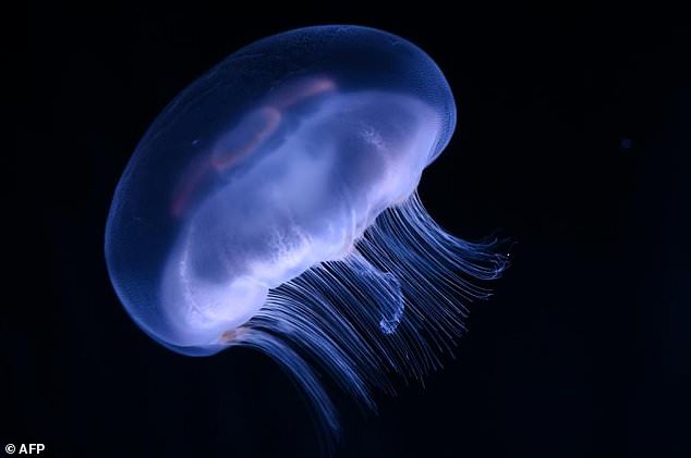 Jellyfish are among the most venomous creatures in the world, but scientists in Australia believe they may have found an antidote for their stings. — AFP