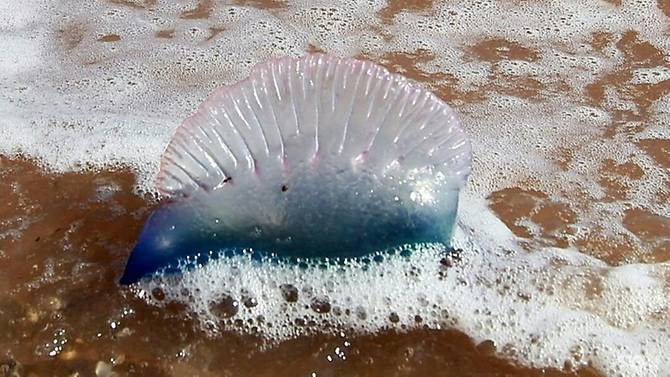 The stings of Portuguese Man o’ War jellyfish, also known as bluebottles, are notoriously painful. — AFP
