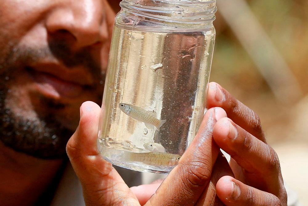 Abdullah Oshoush, an environmental researcher at Jordan's Fifa Nature Reserve and a member of the Royal Jordanian Society for the Conservation of Nature, holds specimens of the endangered Dead Sea toothcarp (Aphanius dispar richardsoni) in a glass jar at the reserve. –AFP