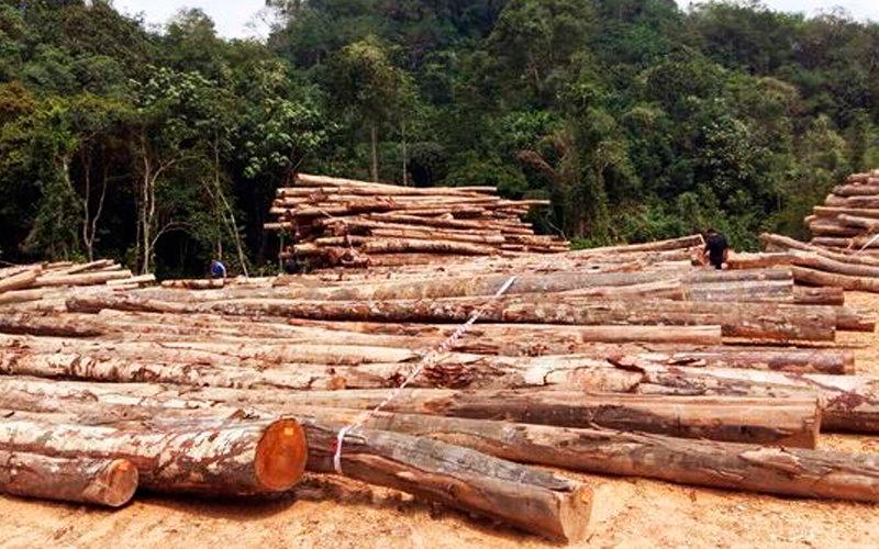 Timber sector suffers RM60m loss a day due to shutdown