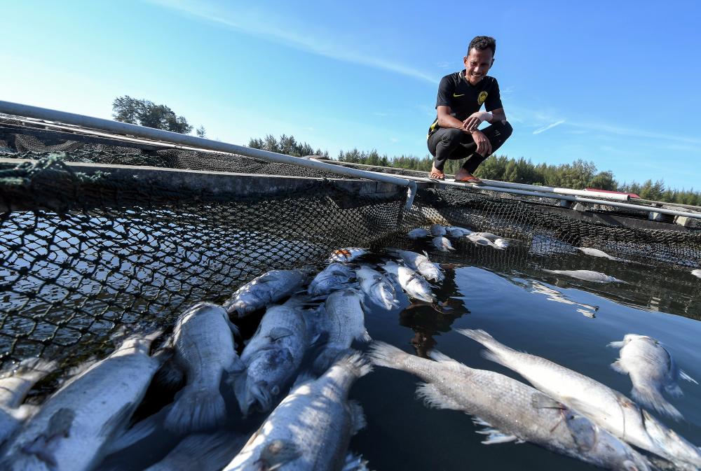 Laguna Sri Tujoh Fish Farmers’ Association chairman, Saifullah Che Mat looks at fishes killed by hot weather at the estuary of Sungai Pengkalan Nangka in Tumpat, March 5, 2019. — Bernama
