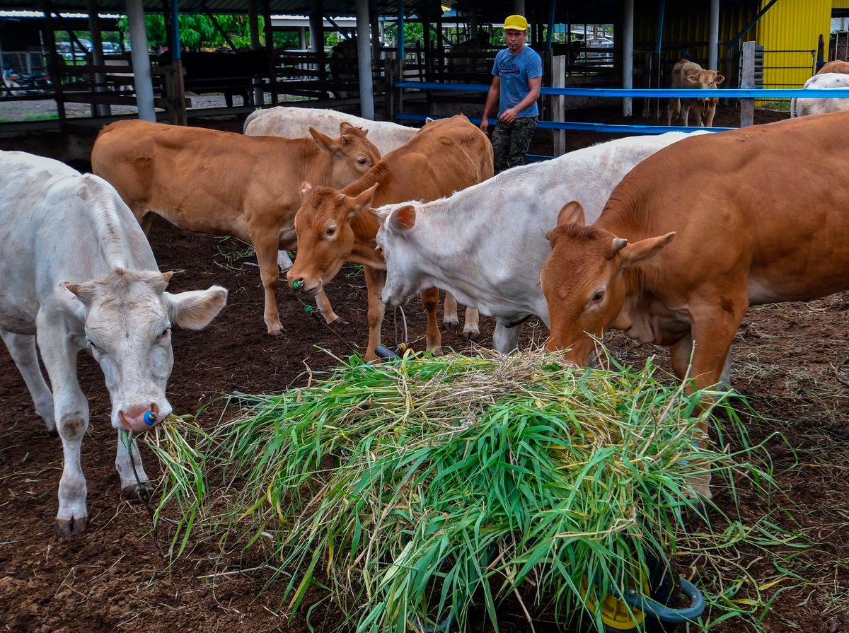 Gambar Hiasan Sahaja - Lembu-lembu di Kelantan -BERNAMA