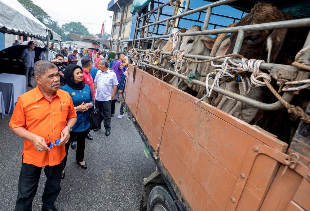 KOTA BHARU, 6 Jan -- Menteri Pertanian dan Keterjaminan Makanan, Mohamad Sabu (kiri) melihat ternakan lembu yang akan diserahkan kepada penerima sempena Majlis Penyerahan Bantuan Agromakanan Lembaga Kemajuan Pertanian Kemubu (KADA) di Pejabat KADA Jajahan Kota Bharu Utara, Nilam Puri hari ini. fotoBERNAMA