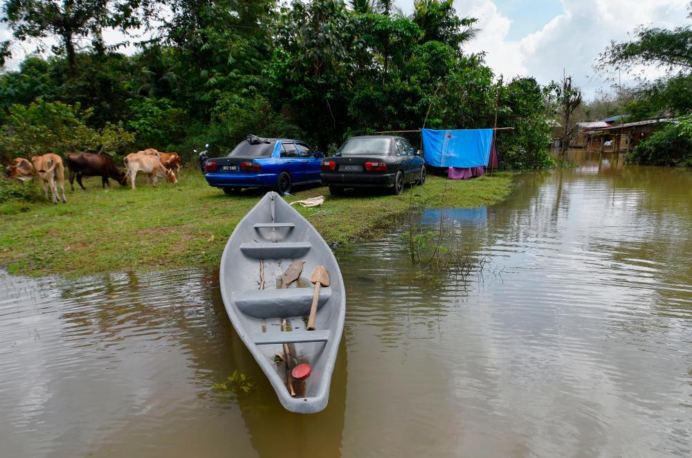 PASIR MAS, 6 Feb -- Kenderaan dan binatang ternakan ditempatkan di tempat yang selamat oleh penduduk ekoran pekarangan rumah mereka digenangi banjir ketika tinjauan di Kampung Tersang, Rantau Panjang hari ini. fotoBERNAMA