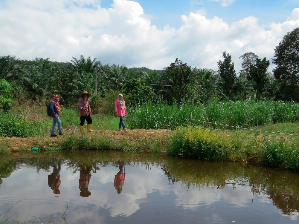 Warga emas Che Hussain @ Che Ahmad Che Kob, 75, (tengah) meninjau sekitar kolam ikan yang menjadi lokasi gajah liar mandi di kebunnya di Kampung Sungai Bayu Dalam di sini. - fotoBERNAMA