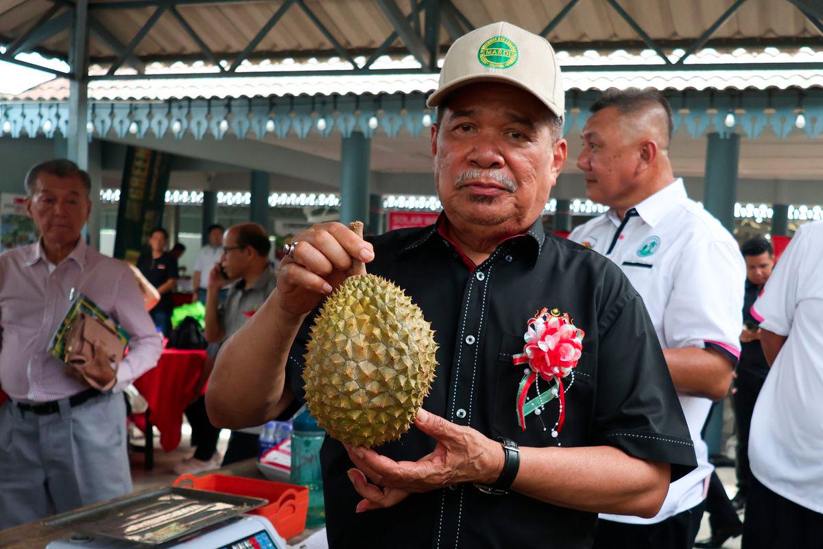 Menteri Pertanian dan Keterjaminan Makanan Datuk Seri Mohamad Sabu menunjukkan ‘raja buah’ durian Musang King ketika melawat gerai jualan durian sempena Pesta Durian 2025 anjuran Persatuan Pelabur Pertanian Gua Musang (PPPGM) di Dewan Kompleks Perdana hari ini. - fotoBERNAMA