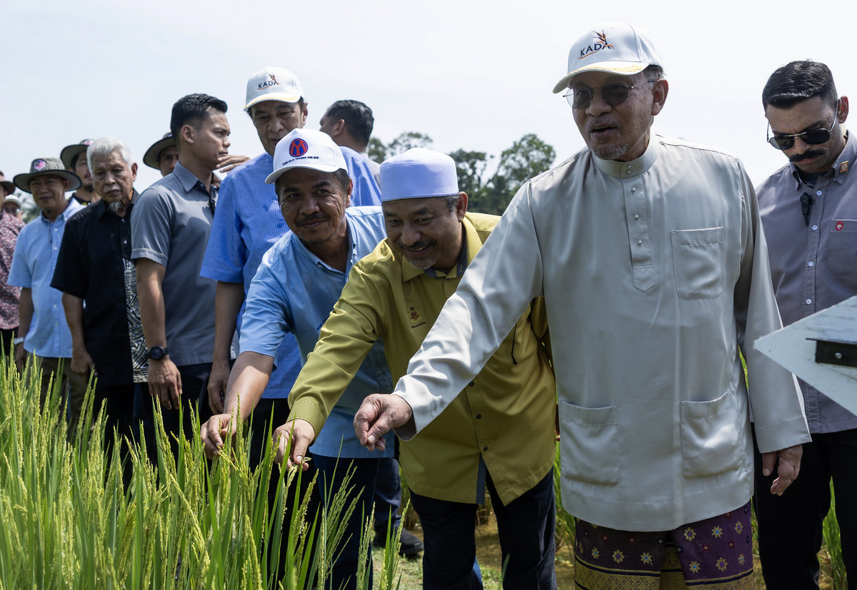 Prime Minister Datuk Seri Anwar Ibrahim surveys the paddy planting project during his visit to the state of Kelantan, at the Kemubu Agricultural Development Authority (KADA) area in Desa Gemalai Baruh Padi Alami today. – BERNAMA