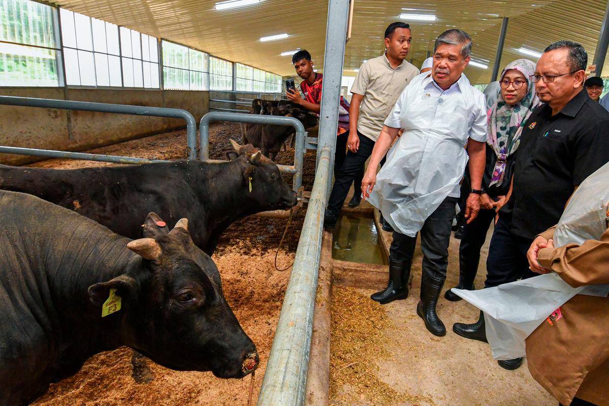 Menteri Pertanian dan Keterjaminan Makanan Datuk Seri Mohamad Sabu (tiga, kanan) melihat sebahagian ternakan lembu baka Wagyu pada Majlis Perasmian Kandang Ternakan Lembu Wagyu Kelfarm Sdn Bhd di Kampung Seribong hari ini. - BERNAMA