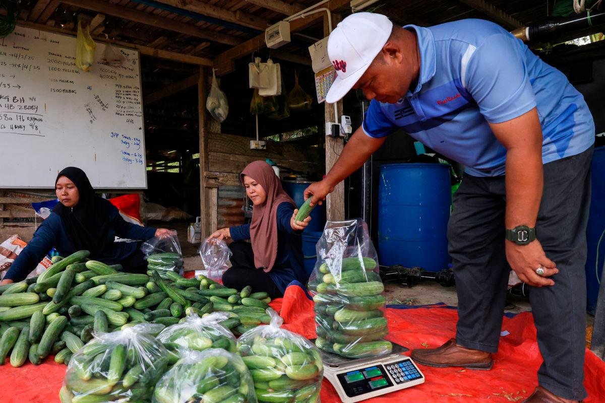The Chairman of the Federal Village Development and Security Committee (JPKKP) of Kampung Batu Papan, Mohd Iskandar Abu Bakar (right), is seen packing and weighing harvested cucumbers to be sold to wholesalers and supermarkets in Kampung Batu Papan, Gua Musang today. - BERNAMA