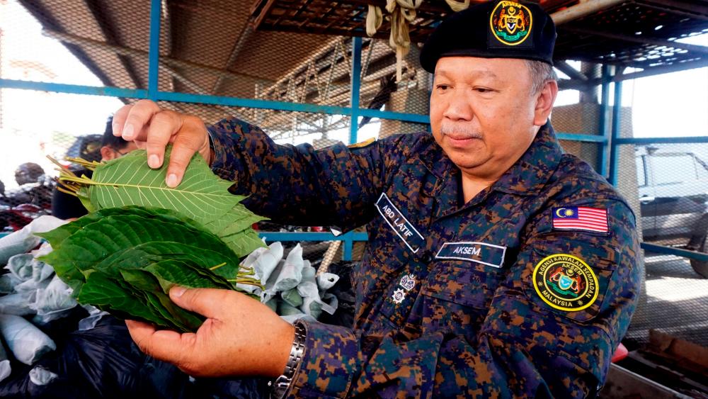 Aksem operations commander Abdul Latif Abdul Rahman displays the ketum leaves seized during operations at a rubber plantation in Kampung Padang Durian, near Pendang yesterday at a press conference at the Bukit Kayu Hitam Aksem office today. - Bernama