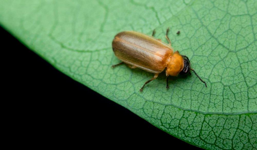 The third known specimen of the Gombak bent-winged firefly (Pteroptyx gombakia) in the wild. – PIC FROM NICHOLAS HL TAN/MONASH UNIVERSITY