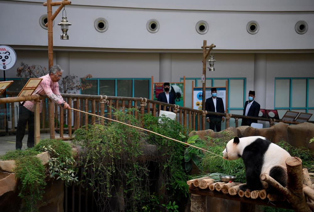 Yang di-Pertuan Agong Al-Sultan Abdullah Ri'ayatuddin Al-Mustafa Billah Shah helps feed the panda named Xiang Xiang during a visint to the National Zoo today. - Bernama