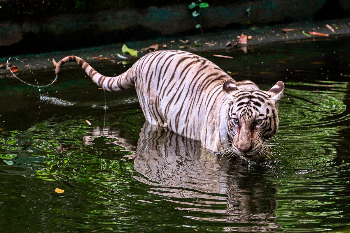 Gambar Hiasan Sahaja: Harimau- BERNAMA