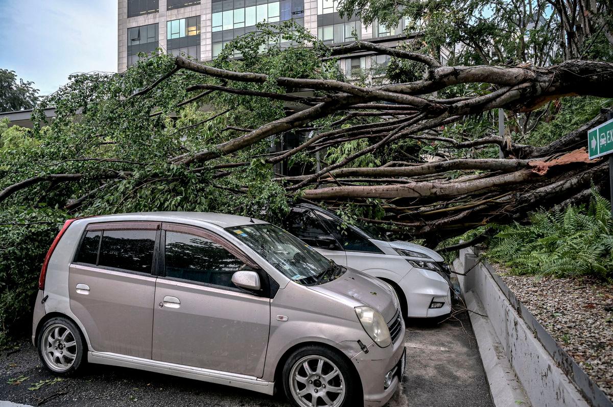 Dua buah kereta mengalami kerosakan teruk selepas dihempap sebatang pokok besar tumbang ketika hujan lebat bermula petang tadi di Jalan Dungun, Bukit Damansara hari ini.