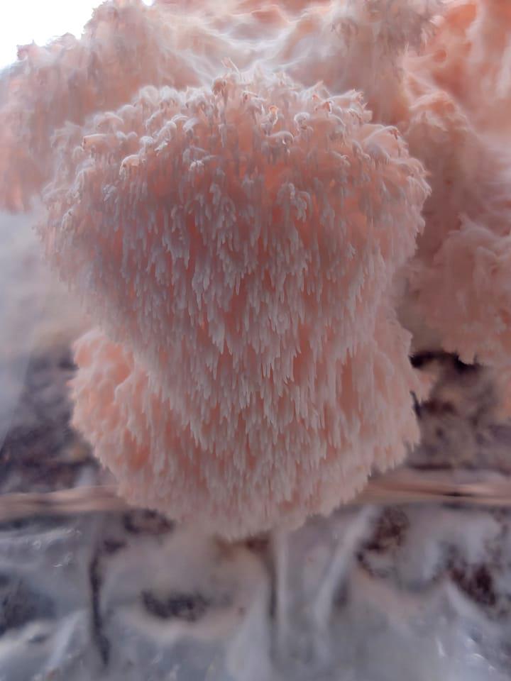 Lion’s Mane Mushroom Can Enhance Memory By Boosting Nerve Growth