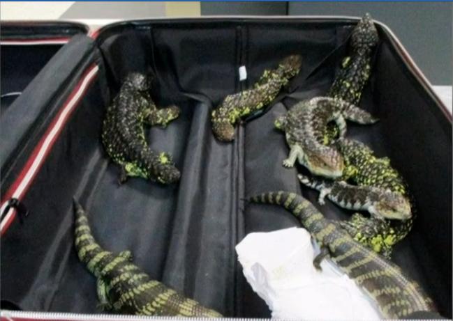 Screenshot of the lizards in a suitcase.
