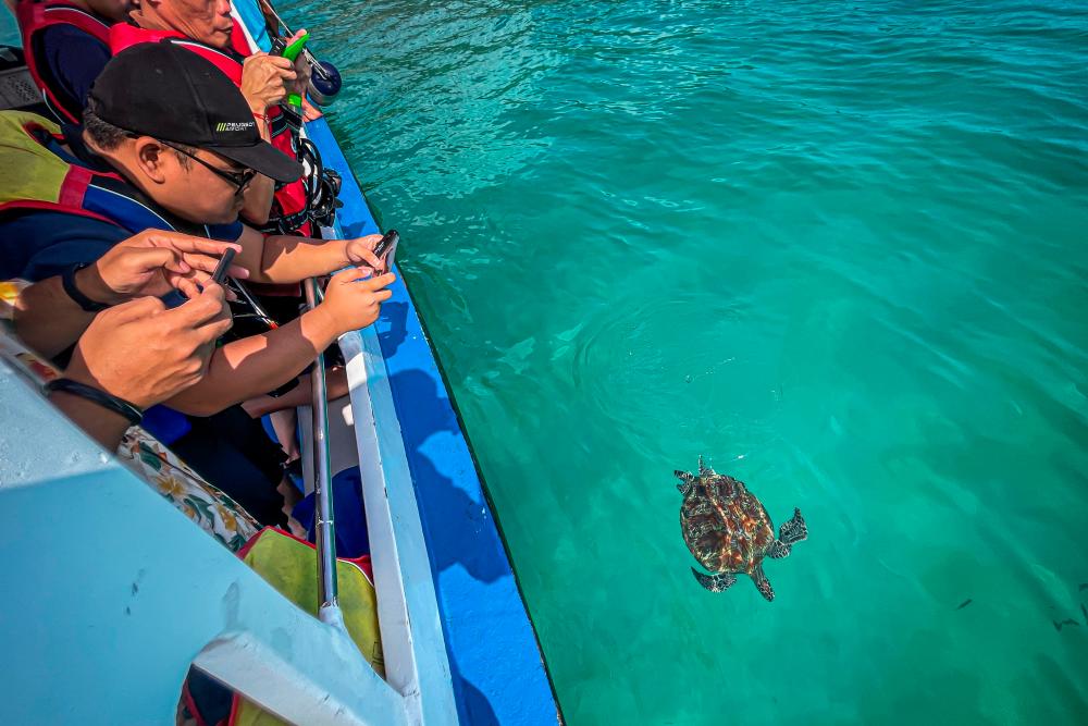 $!The clear waters allow the turtles to be seen even from on board the boats.