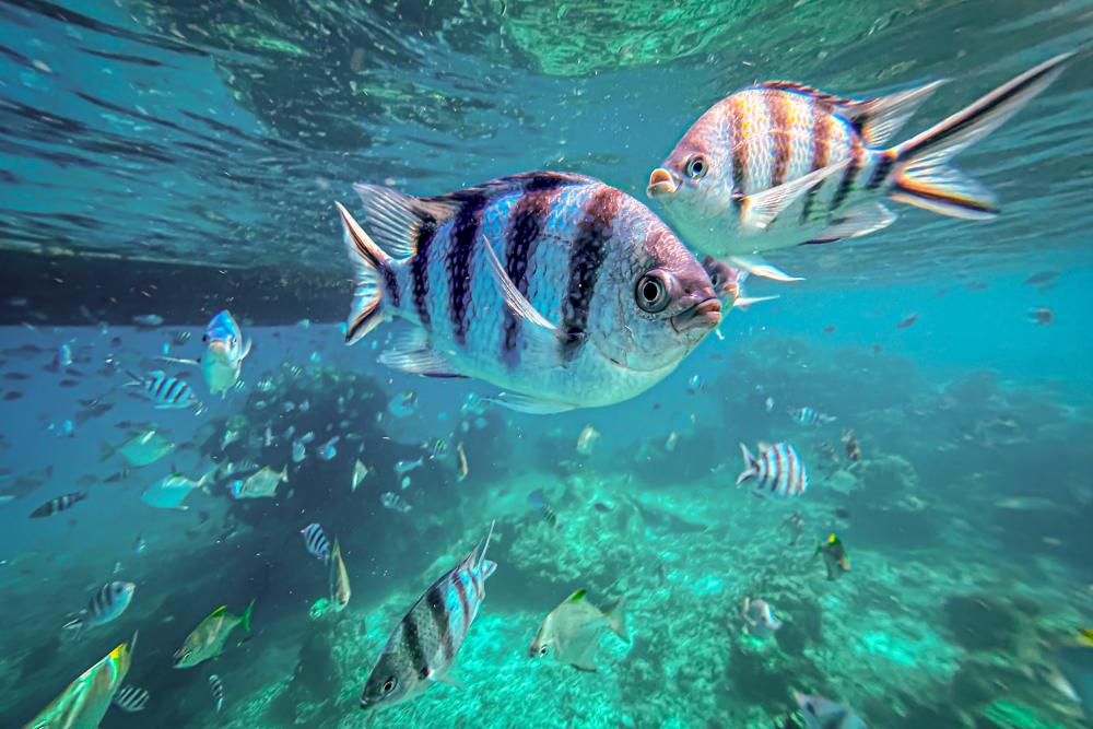 $!A Redang holiday means immersing yourself with colourful fishes and other marine life.