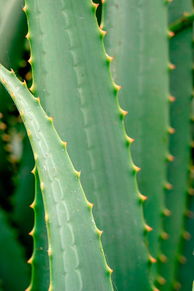 Aloe vera soothes and hydrates skin as well as speeds up healing. – PEXELSPIC $!Aloe vera soothes and hydrates skin as well as speeds up healing. – PEXELSPIC