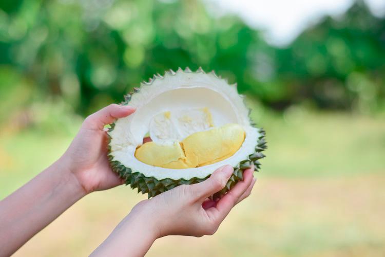 From the rainforests of Borneo to roadside stalls, the king of fruits has a history as rich as its flavour. $!From the rainforests of Borneo to roadside stalls, the king of fruits has a history as rich as its flavour.