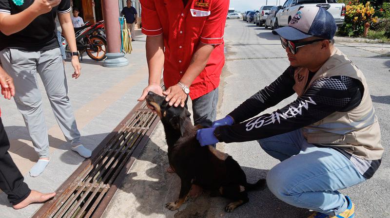 A dog receiving vaccination. $!A dog receiving vaccination.