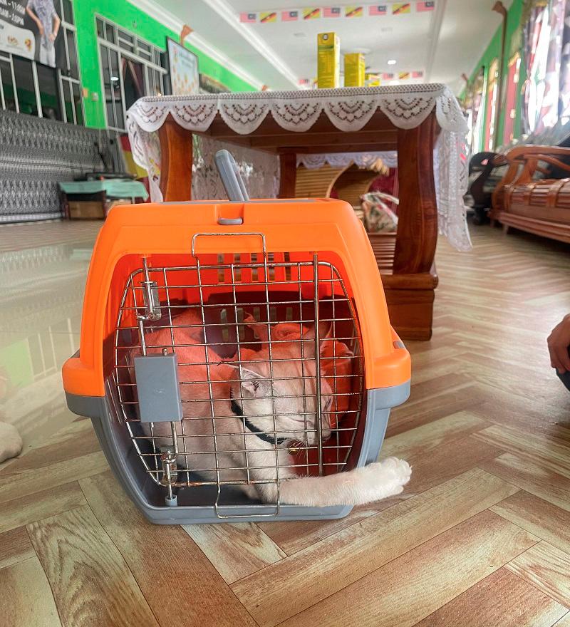 A cat that is about to be vaccinated. – VERONICA ELANKOVAN/THESUN $!A cat that is about to be vaccinated. – VERONICA ELANKOVAN/THESUN