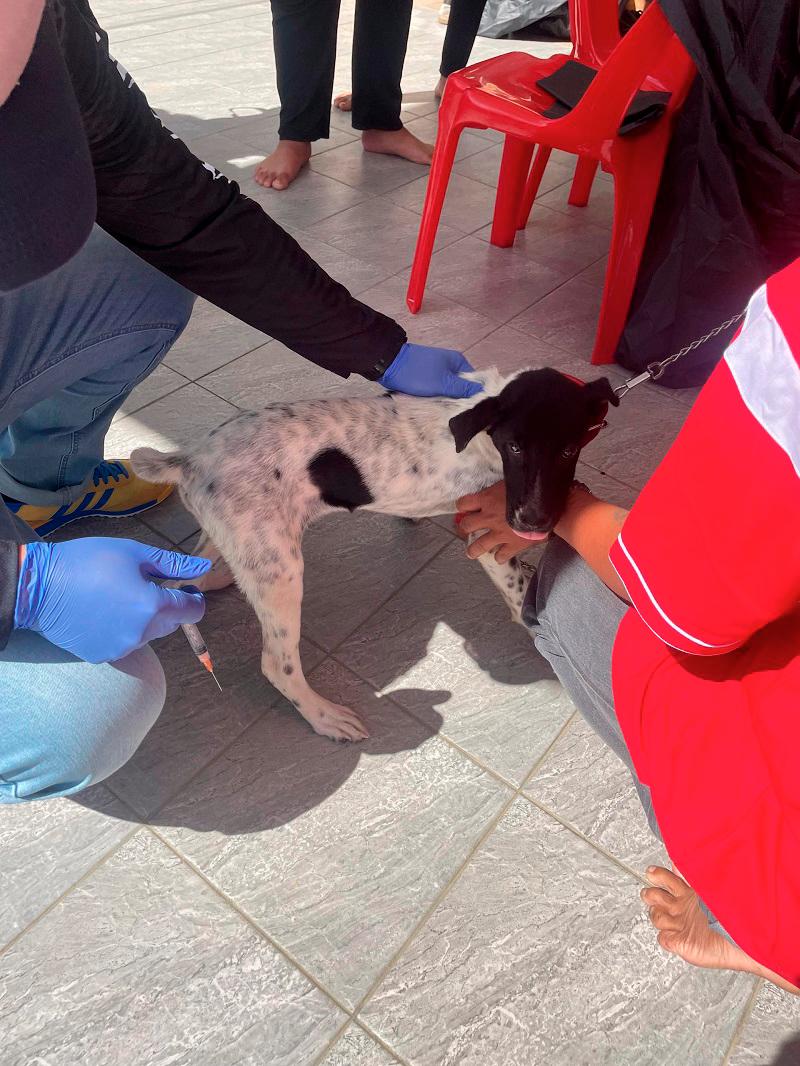 A puppy being vaccinated. – VERONICA ELANKOVAN/THESUN $!A puppy being vaccinated. – VERONICA ELANKOVAN/THESUN