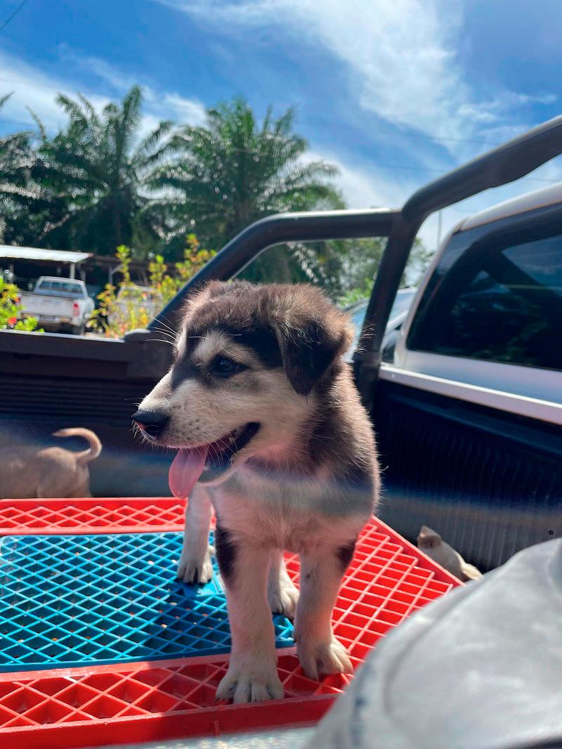 A puppy after vaccination. – VERONICA ELANKOVAN/THESUN $!A puppy after vaccination. – VERONICA ELANKOVAN/THESUN