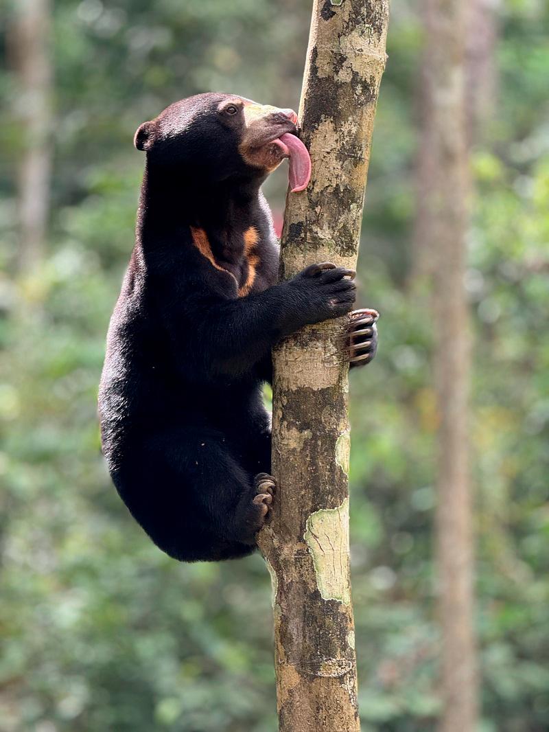 $!They are expert climbers.