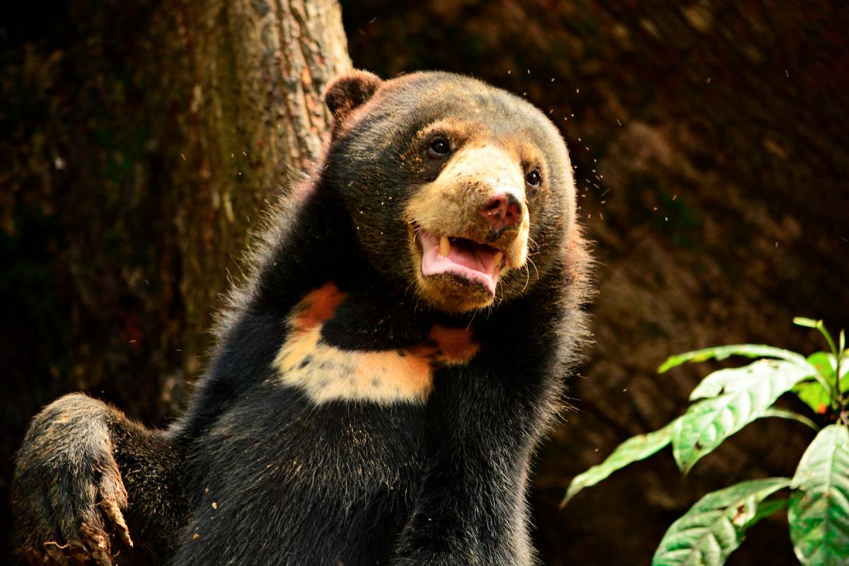 Sun bears can suffer from PTSD (post-traumatic stress syndrome).