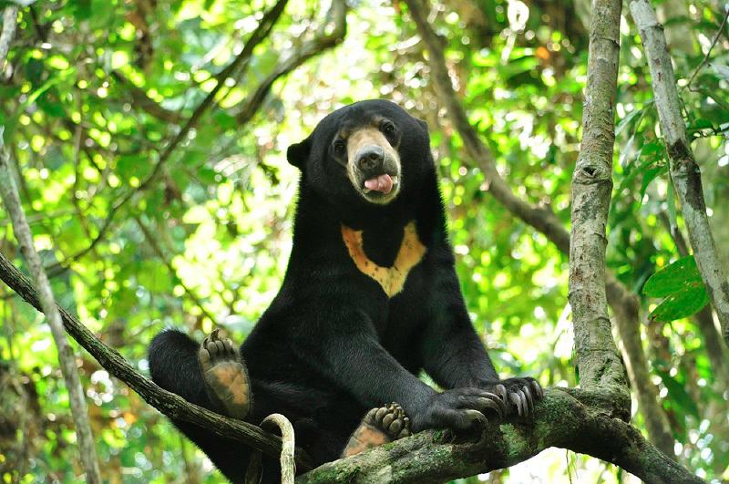 $!Wong shares one sun bear at the Bornean Sun Bear Conservation Centre always self-hugged itself to get human attention.