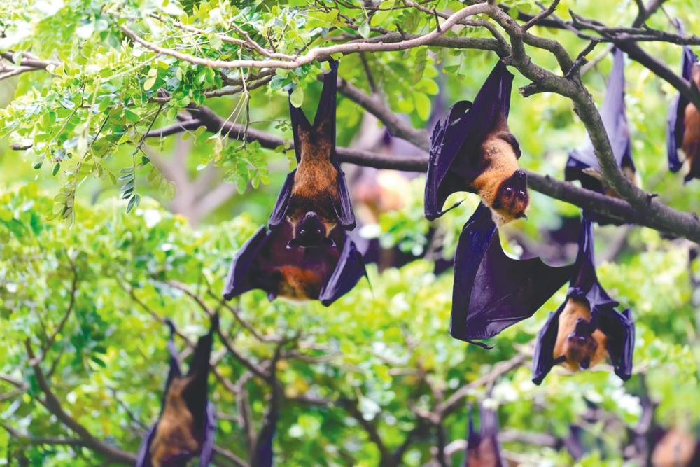 $!Bats are the most common carriers of rabies.