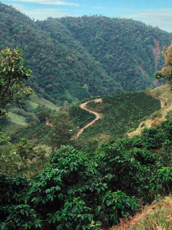 $!Rainforest coffee farm in Costa Rica.