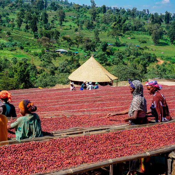 $!In Ethiopia, coffee plantations still use the traditional method to obtain the beans. – PICS FROM PINTEREST