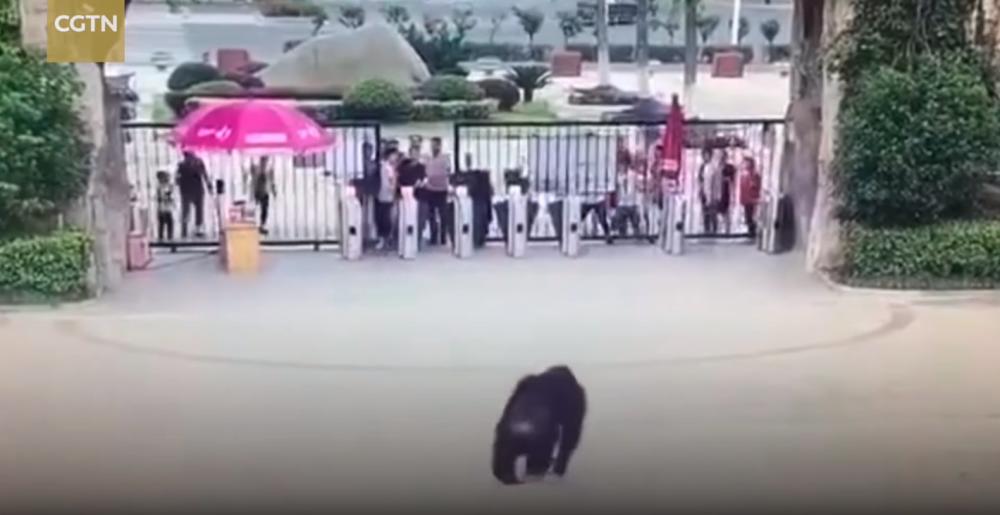 (Video) Chimpanzee breaks loose, attacks zookeeper