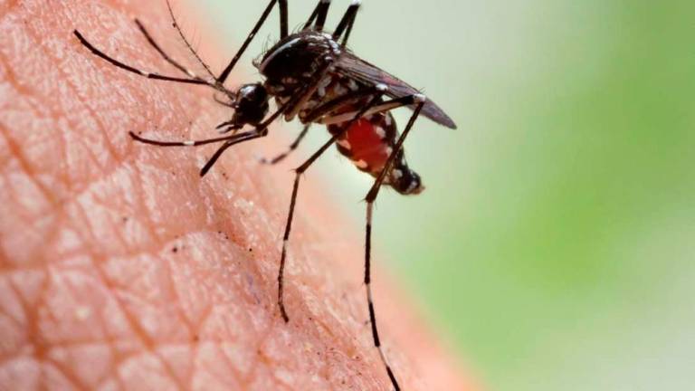 Over 50,000 dengue cases this year