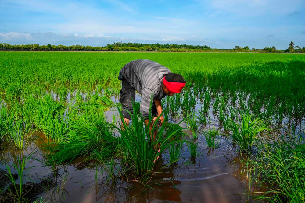 A worker inspects vegetation attacked by pomacea snails or “siput gondang emas” in a rice paddy field in Sekinchan, Malaysia’s Selangor state on September 30, 2021. AFPPIX