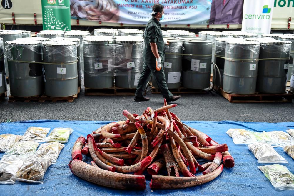 A member of a wildlife personnel team walks past containers with seized ivory tusks before the ivory was destroyed at the Kualiti Alam Waste Management centre in Port Dickson on April 30, 2019. — AFP