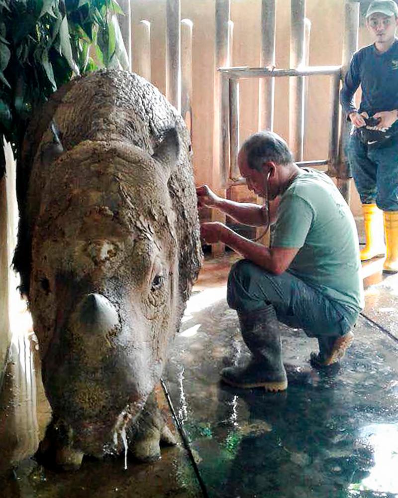 This undated handout photo released by the Sabah Wildlife Department on Dec 20, 2017 shows a wildlife official (C) attending to female Sumatran rhino named Iman at the Tabin Wildlife Reserve in Lahad Datu, on the island of Borneo. — AFP