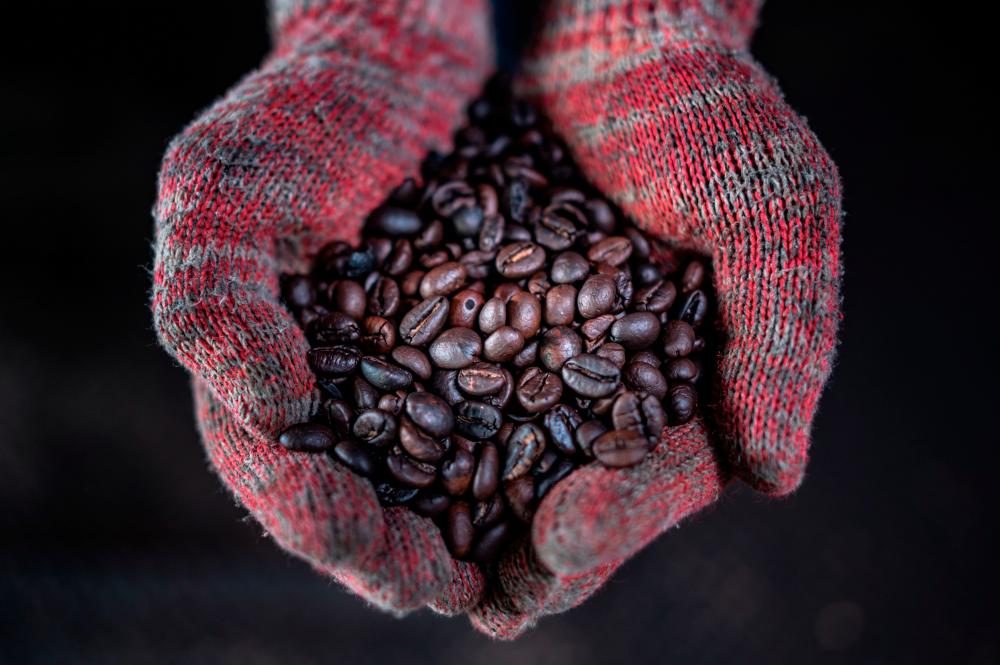 This picture taken on September 28, 2020 shows a worker showing wood fire roasted coffee beans at the Antong Coffee Factory in Taiping in the Malaysian state of Perak. / AFP / Mohd RASFAN /
