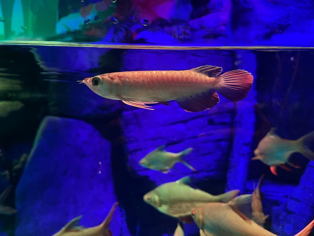 $!The aquarium has newly added Asian arowana, an endangered species.