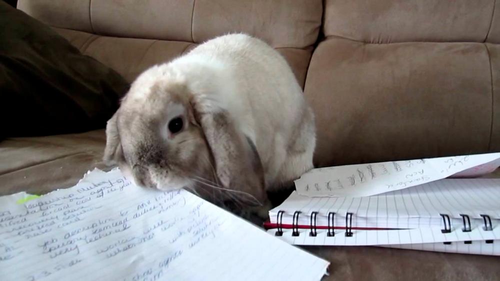 PHOTO COURTESY OF RABBITOLOGY