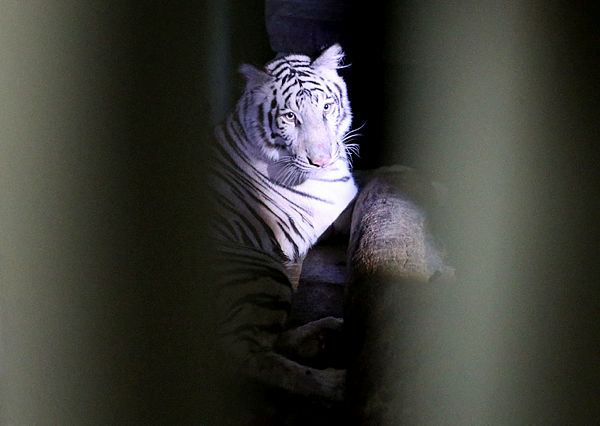 Elsa, a 1-year 9-month-old Bengal tigress weighing 100 pounds arrived at the Malacca Zoo last night. — BBXpress